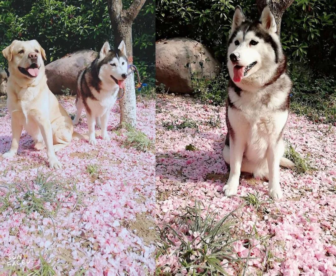 雪域軍犬，水教道兵軍與裝消艦中的特殊使命與訓(xùn)練之道，雪域軍犬與特種部隊(duì)，特殊使命與訓(xùn)練之道探索